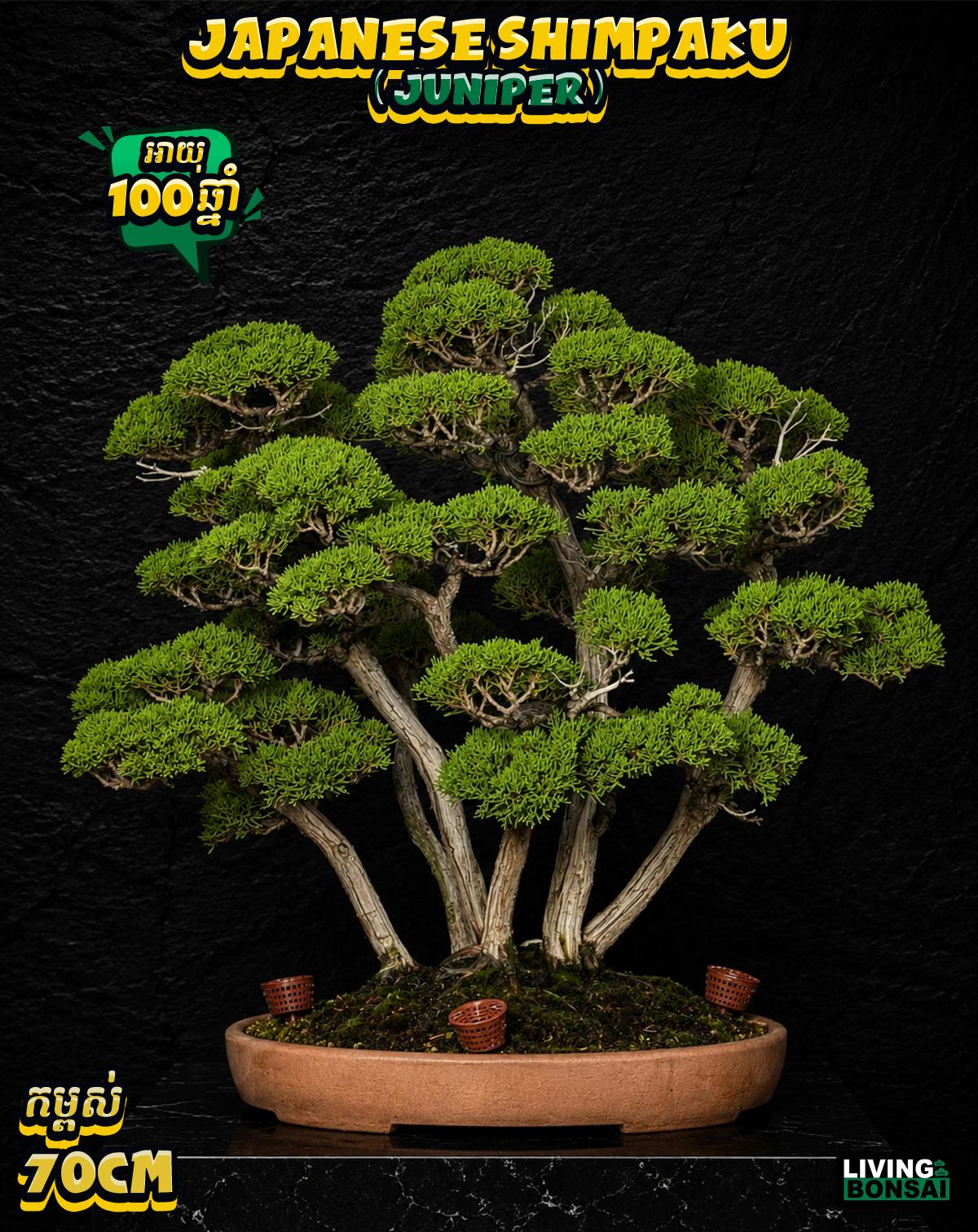 ប្រភេទដើម : Shimpaku ( Juniper ) 🌳🇯🇵✨