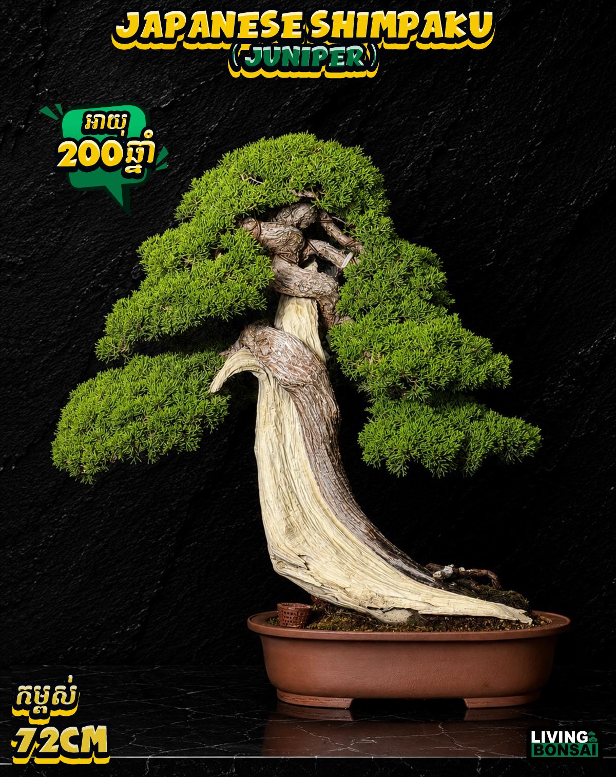 ប្រភេទដើម : Shimpaku ( Juniper ) 🌳🇯🇵✨
